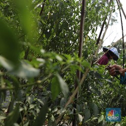 Miris! RI Krisis Petani, Cangkul 99% Impor & Manufaktur Loyo