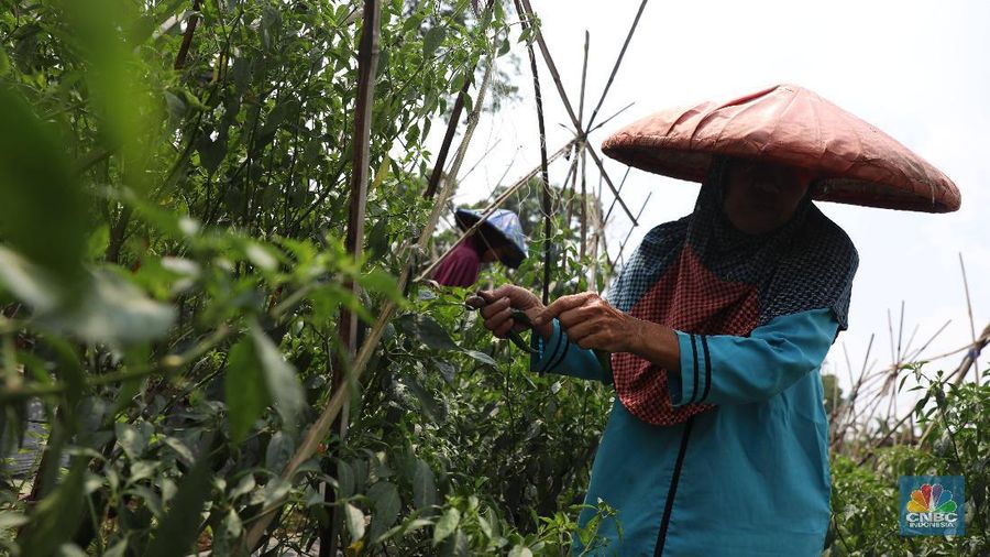 Miris! RI Krisis Petani, Cangkul 99% Impor & Manufaktur Loyo