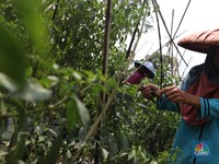 Miris! RI Krisis Petani, Cangkul 99% Impor & Manufaktur Loyo