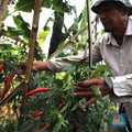 Orang Indonesia Makin Ogah Jadi Petani Nih, Ada Solusi?