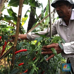 Orang Indonesia Makin Ogah Jadi Petani Nih, Ada Solusi?