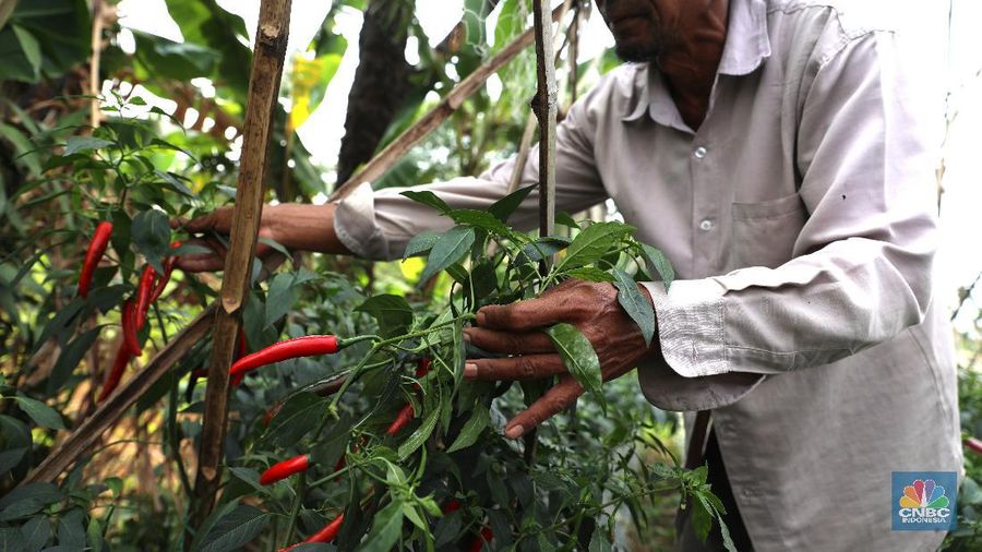 Petani cabai di Bogor, Jawa Barat (22/7/2019), meraup untung di tengah musim kemarau panjang dengan menaikan harga jual di tingkat petani.