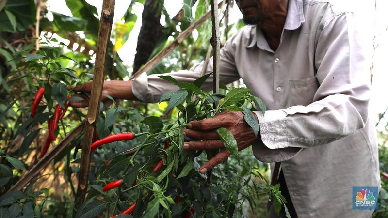 Petani cabai di Bogor, Jawa Barat (22/7/2019), meraup untung di tengah musim kemarau panjang dengan menaikan harga jual di tingkat petani.