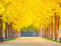 Pulau 'Winter Sonata' di Korea Berubah Rupa Tiap Musim