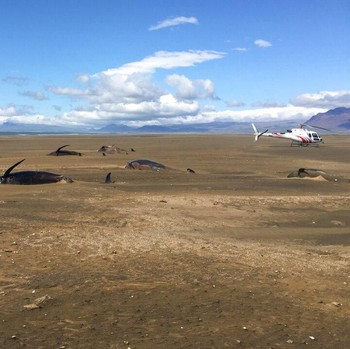 Miris, Penampakan Paus Pilot Mati Terdampar di Islandia