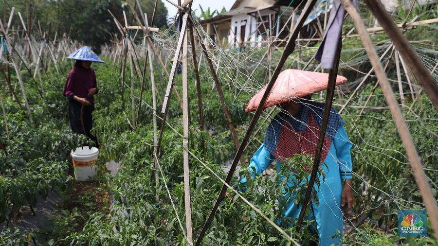 Petani cabai di Bogor, Jawa Barat (22/7/2019), meraup untung di tengah musim kemarau panjang dengan menaikan harga jual di tingkat petani.