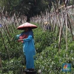 Rektor IPB: RI akan Krisis Petani pada 10-15 Tahun ke Depan