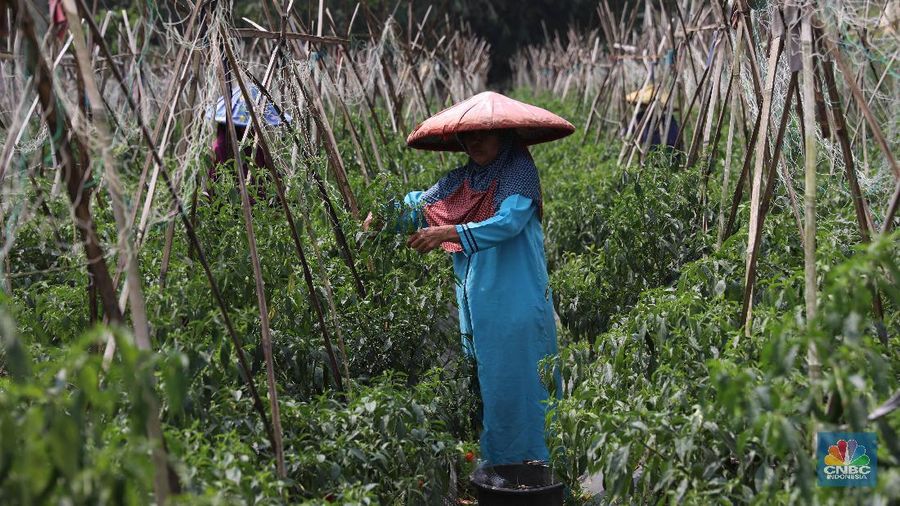 Badan Pusat Statistik (BPS) mencatat upah nominal harian buruh tani pada Juli 2019 mengalami kenaikan tipis 0,16%