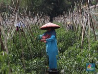 Duh! Lagi-Lagi Upah Petani Turun Jadi Rp 37.856