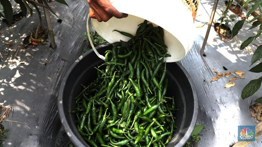 Petani cabai di Bogor, Jawa Barat (22/7/2019), meraup untung di tengah musim kemarau panjang dengan menaikan harga jual di tingkat petani.