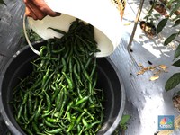 Bukan Indonesia, Ternyata Negara Ini Raja Cabai Hijau Dunia