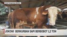 VIDEO: Presiden Jokowi Kurban Sapi Berbobot 1,2 Ton