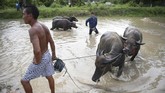 Masyarakat Kampung Chonburi di timur Thailand menggelar karapan kerbau pada Minggu (21/7). (AFP Photo/Lillian Suwanrumpha)