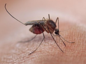 Virus Langka dari Nyamuk Bikin Beberapa Kota Ini Tutup Taman-taman