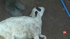 VIDEO: Warga Resah Hewan Ternak Diserang Anjing Liar