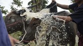 Kerbau yang berpasang-pasangan berlari dengan kencang sambil dikendalikan orang di belakangnya. Pasangan kerbau yang lain tak mau kalah dan berusaha lebih dulu sampai ke garis finis. (AFP Photo/Lillian Suwanrumpha)