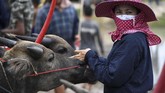 Kampung Chonburi telah menggelar karapan kerbau ini secara turun temurun sejak satu abad yang lalu. Harapannya, kemeriahan bisa membuat padi tumbuh lebih baik dalam musim tanam tahun ini. (AFP Photo/Lillian Suwanrumpha)