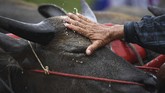 Ajang karapan kerbau ini menjadi pengingat bagi mereka bahwa kerbau juga pernah membantu sistem pertanian Negara Gajah Putih. (AFP Photo/Lillian Suwanrumpha)