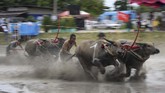 Kerbau-kerbau yang bakal berpacu dalam karapan ini juga diberi kehidupan yang lebih layak dibanding ternak yang lain. (AFP Photo/Lillian Suwanrumpha)