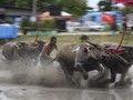 FOTO: Berpacu dalam Karapan Kerbau Chonburi