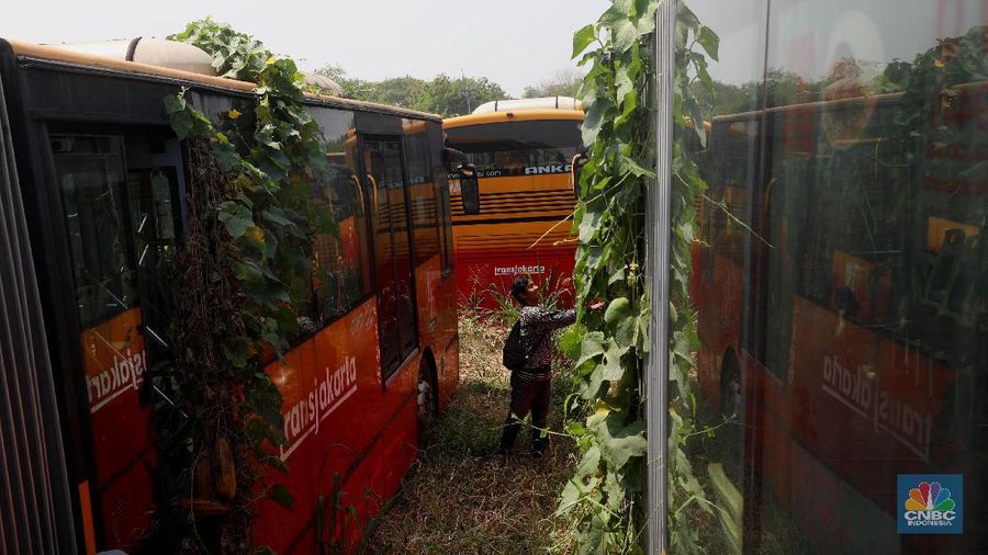Bus Transjakarta tersebut merupakan Bus Kota Terintegrasi Busway (BKTB) yang sudah tak beroperasi.