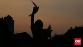 Seorang Warga sedang menggiring burung dara di kampung Muara Dalam 3, Jakarta Selatan. Pemprov DKI menelurkan perencanaan pembangunan kampung di seluruh wilayah ibu kota negara RI tersebut. (CNN Indonesia/Andry Novelino)