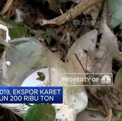 Ekspor Karet Mundur, Akibat Jamur