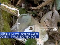 Ekspor Karet Mundur, Akibat Jamur