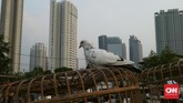 Seekor burung dara bertengger di atas kandang dengan latar belakang pemandangan gedung-gedung tinggi di kota Jakarta. (CNN Indonesia/Andry Novelino)