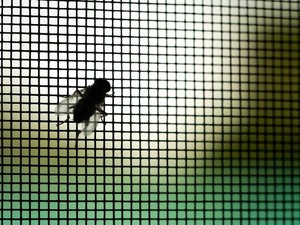 Penyakit Tropis Mulai Berkembang di AS & Bikin Infeksi Kulit, Hewan Ini Penyebabnya