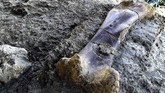 Selain Allain dan tim, sejumlah ilmuwan juga menemukan lebih dari 7.500 fosil dari 40 spesies berbeda sejak 2010 di dekat kota Cognac, Prancis. (GEORGES GOBET/AFP)