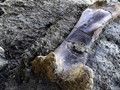 Spesies Baru Dinosaurus Bobot 1,8 Ton Ditemukan di AS