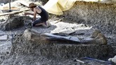 Allain memperkirakan dinosaurus Sauropoda ini memiliki berat 40 hingga 50 ton. (GEORGES GOBET/AFP)