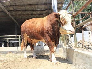 15 Sapi Asal KBB Diseleksi untuk Dijadikan Hewan Kurban Prabowo