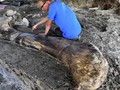 Peneliti Temukan Fosil Dinosaurus Berbulu Usia 67 Juta Tahun