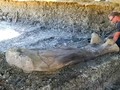 VIDEO: Tulang Paha Dinosaurus Sepanjang 2 Meter Ditemukan