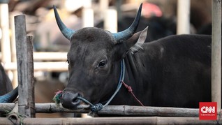 Riset: Sapi 'Berkelir' Zebra Kurangi Risiko Diserang Serangga