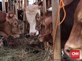 Sapi Bantuan Australia untuk Indonesia Banyak yang Mati