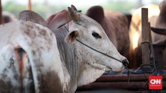 Kemendag Bakal Perjelas Ketentuan Halal Impor Hewan