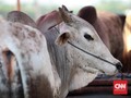 Kemendag Bakal Perjelas Ketentuan Halal Impor Hewan