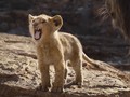 VIDEO: 5 Besar Box Office Hollywood, 'The Lion King'