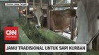VIDEO: Jamu Tradisional Untuk Sapi Kurban