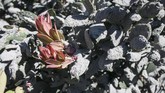 Gunung Tangkuban Perahu memuntahkan abu vulkanik yang membuat daerah sekitarnya tertutup debu. (ANTARA FOTO/Novrian Arbi/wsj)