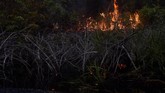 Api berkobar dari kebakaran lahan gambut di Desa Penarikan Kecamatan Langgam Kabupaten Pelalawan, Riau, 28 Juli 2019. (ANTARA FOTO/FB Anggoro)