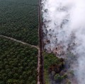 Jokowi Ancam Pecat Jenderal, Ini Fakta Kebakaran Hutan RI
