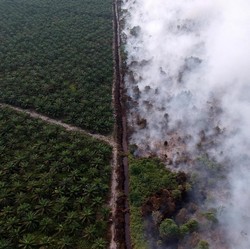 Jokowi Ancam Pecat Jenderal, Ini Fakta Kebakaran Hutan RI