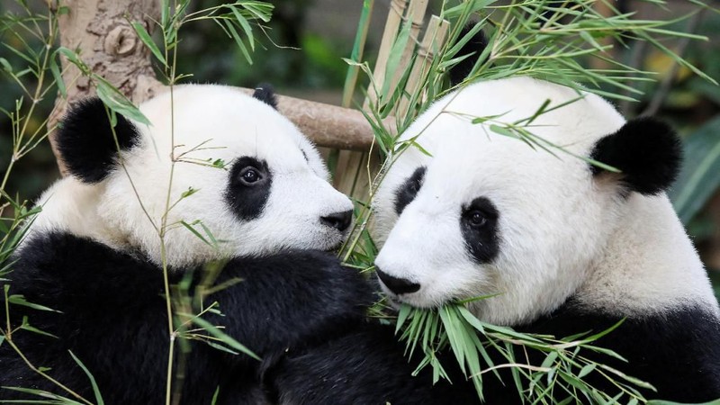 Panda raksasa kelahiran Malaysia kedua ini akhirnya diberi nama - Yi Yi, yang artinya persahabatan pada Kamis (01/08).