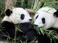 Imutnya Yiyi, Bayi Panda Hasil Diplomasi Malaysia - China