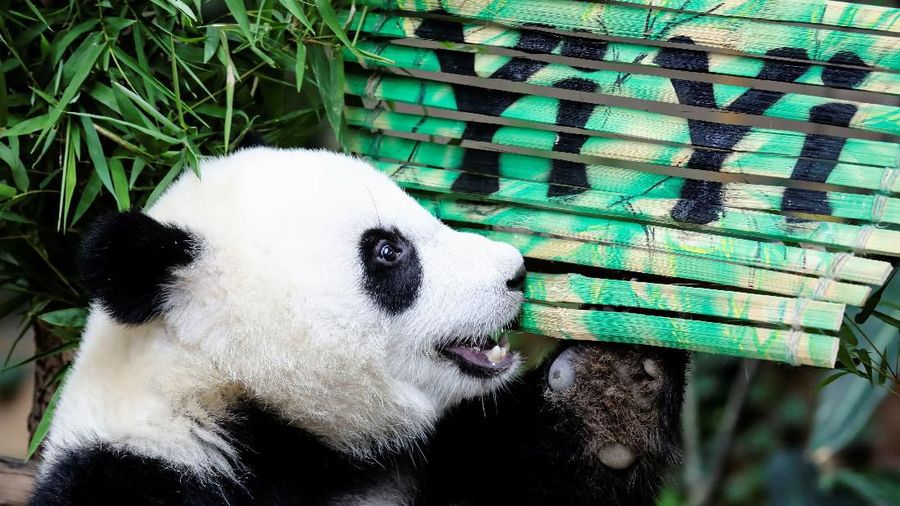 Panda raksasa kelahiran Malaysia kedua ini akhirnya diberi nama - Yi Yi, yang artinya persahabatan pada Kamis (01/08).