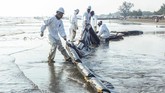 Pertamina Hulu Energi Offshore North West Java bekerjasama dengan OSCT berupaya keras meminimalisasi dampak tumpahan minyak dengan pemasangan Oil Boom di setiap pesisir pantai sebagai upaya percepatan penanganan tumpahan minyak mentah. (ANTARA FOTO/M Ibnu Chazar)